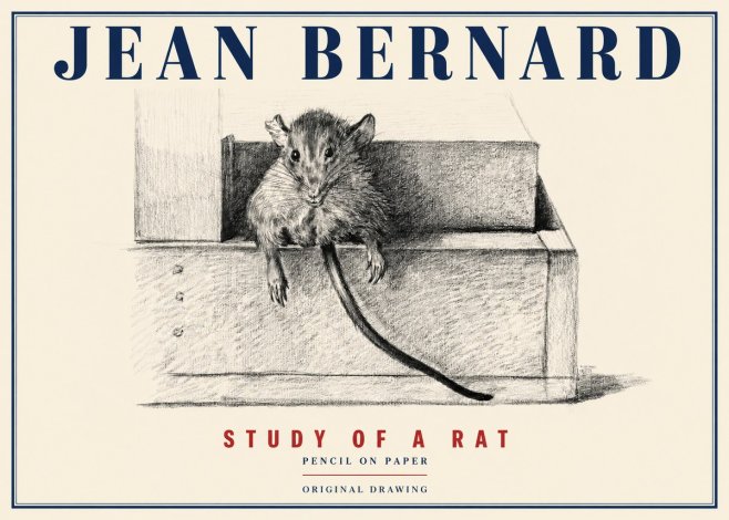 Jean Bernard Study of a Rat I No4 - Affiche