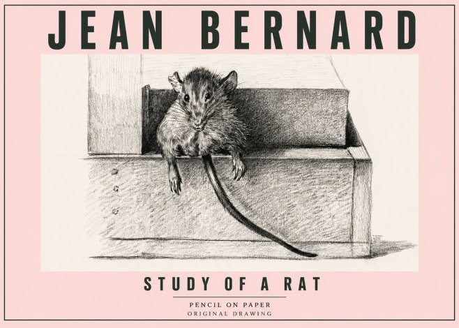 Jean Bernard Study of a Rat I No5 - Affiche