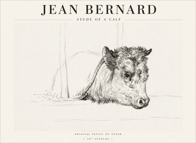 Jean Bernard Study of a Calf I No1 - Affiche