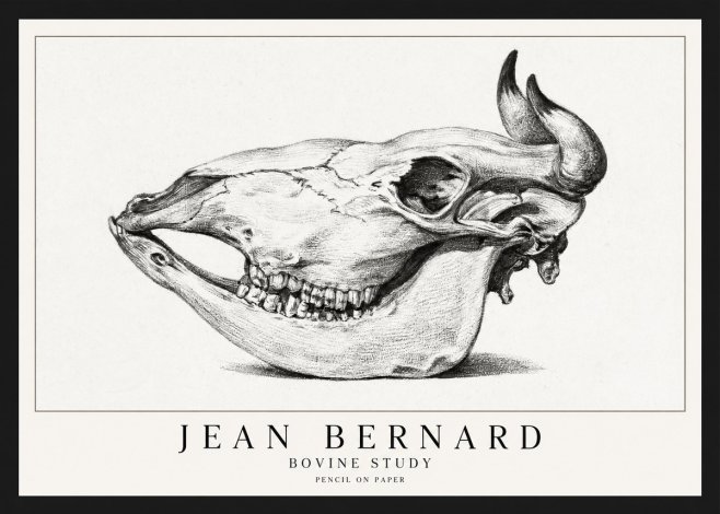 Jean Bernard Bovine Skull Study No2 - Affiche