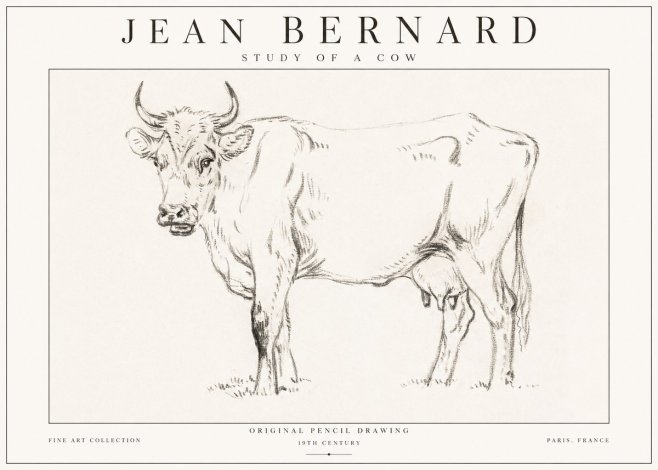Jean Bernard Study of a Cow VI No1 - Affiche