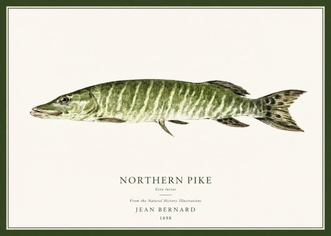 Jean Bernard Northern Pike No1 - Affiche