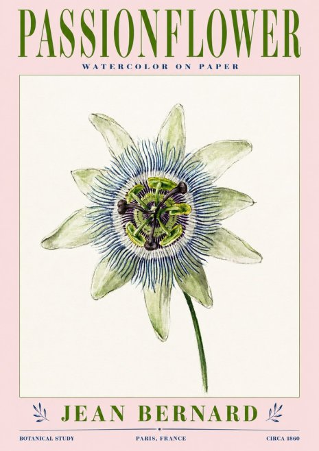 Jean Bernard Passionflower No3 - Affiche
