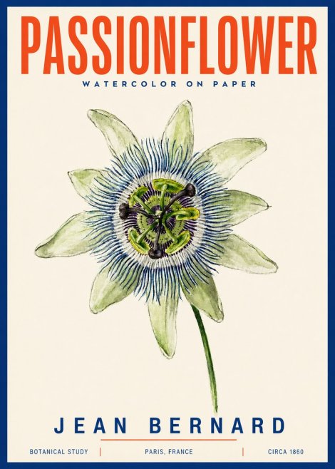 Jean Bernard Passionflower No4 - Affiche