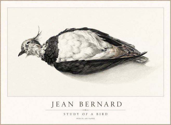 Jean Bernard Study of a Bird II No2 - Affiche
