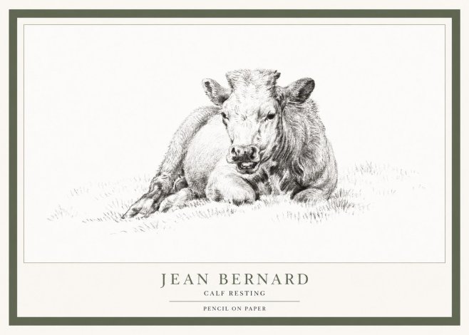 Jean Bernard Calf Resting No1 - Affiche