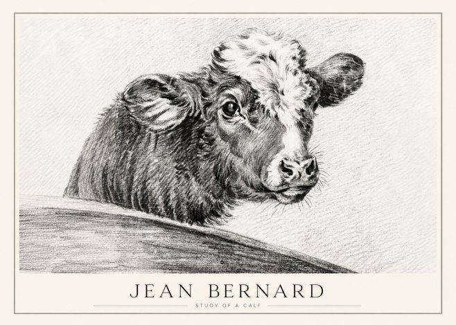 Jean Bernard Study of a Calf II No1 - Affiche