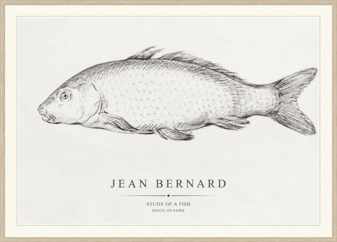 Jean Bernard Study of a Fish III No1 - Affiche