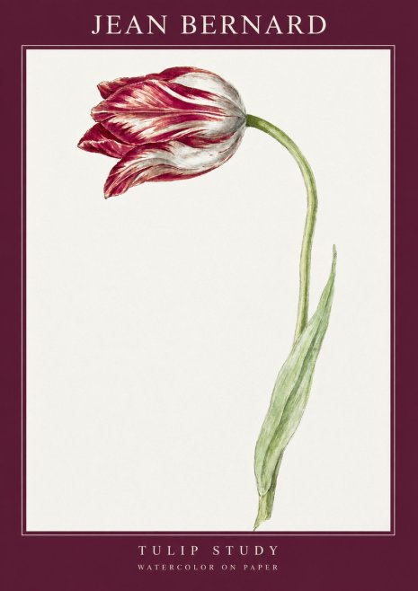 Jean Bernard Tulip Study No2 - Affiche