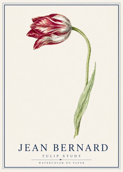 Jean Bernard Tulip Study No5 - Affiche