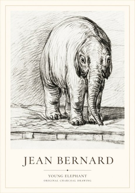 Jean Bernard Young Elephant No1 - Affiche