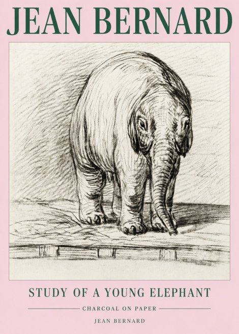 Jean Bernard Young Elephant No5 - Affiche