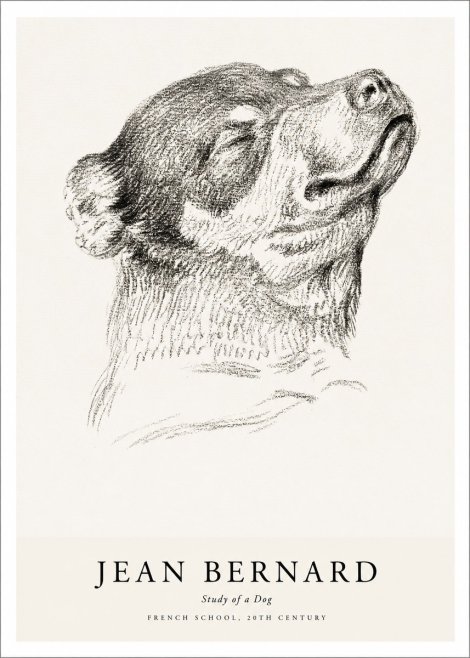 Jean Bernard Study of a Dog III No1 - Affiche