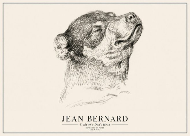 Jean Bernard Study of a Dog III No3 - Affiche