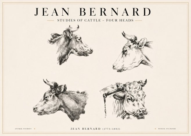 Jean Bernard Studies of Cattle - Four Heads No1 - Affiche