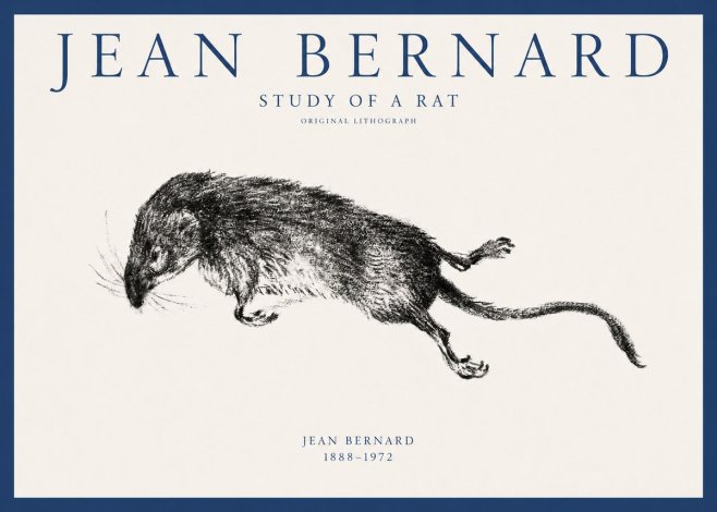 Jean Bernard Study of a Rat II No1 - Affiche