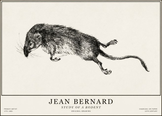 Jean Bernard Study of a Rat II No5 - Affiche