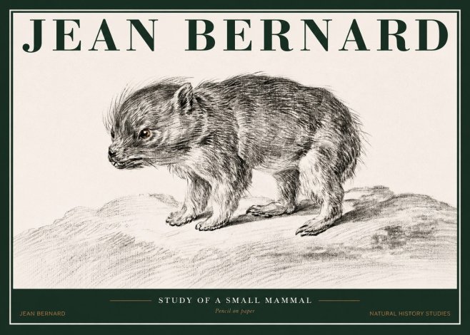 Jean Bernard Study of a Small Mammal No2 - Affiche