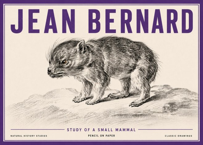 Jean Bernard Study of a Small Mammal No5 - Affiche