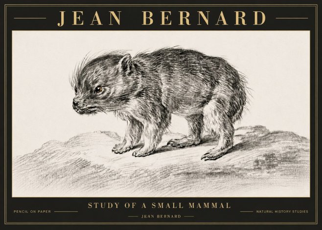 Jean Bernard Study of a Small Mammal No6 - Affiche