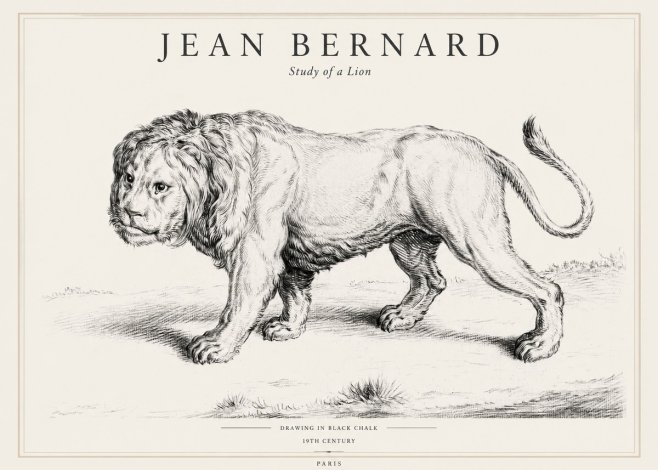 Jean Bernard Study of a Lion II No1 - Affiche