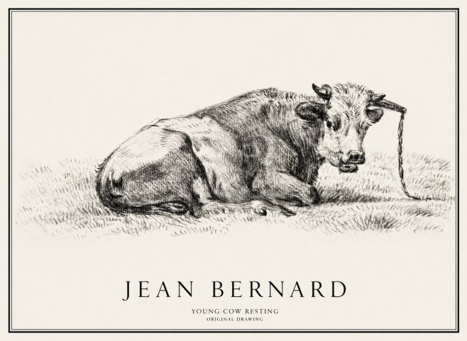 Jean Bernard Young Cow Resting No1 - Affiche