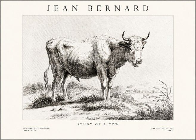 Jean Bernard Study of a Cow XVI No1 - Affiche