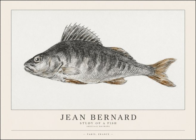 Jean Bernard Study of a Fish IV No1 - Affiche