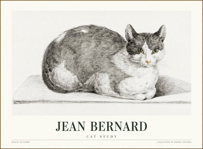Jean Bernard Cat Study XI No1 - Affiche