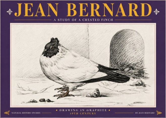 Jean Bernard A Study of a Crested Finch No5 - Affiche