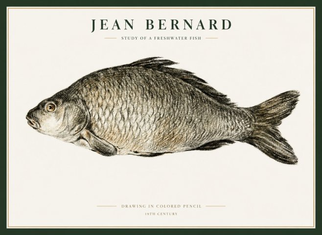 Jean Bernard Study of a Freshwater Fish No1 - Affiche