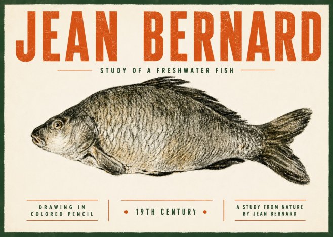 Jean Bernard Study of a Freshwater Fish No5 - Affiche