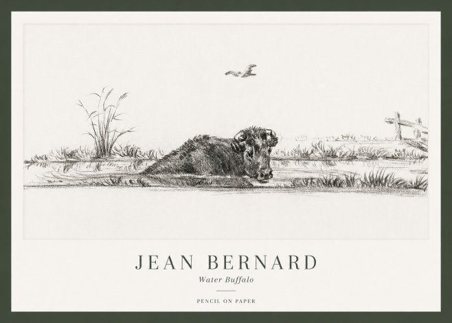 Jean Bernard Study of a Water Buffalo No2 - Affiche