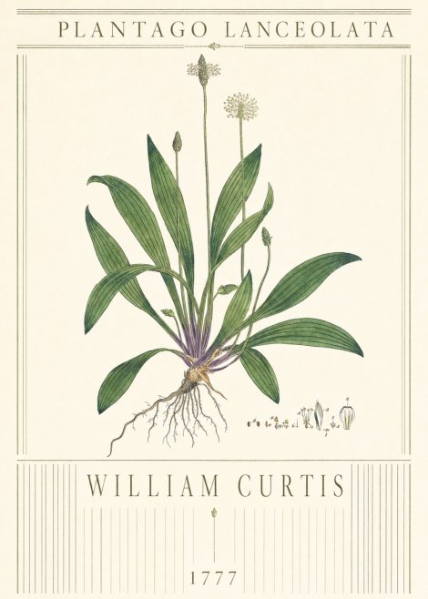 William Curtis Plantago Lanceolata III No3 - Affiche