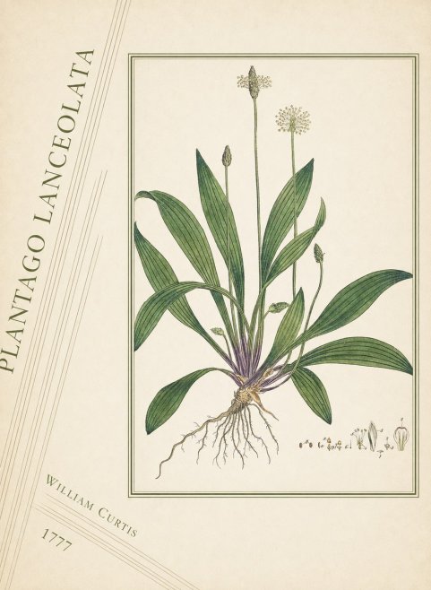 William Curtis Plantago Lanceolata III No4 - Affiche