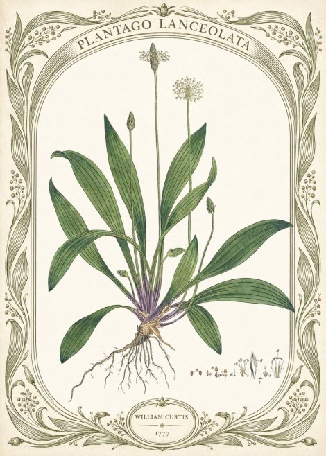 William Curtis Plantago Lanceolata III No5 - Affiche