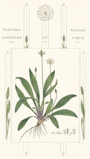 William Curtis Plantago Lanceolata III No6 - Affiche