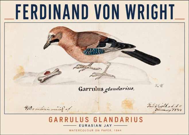 Ferdinand von Wright Garrulus Glandarius No3 - Affiche