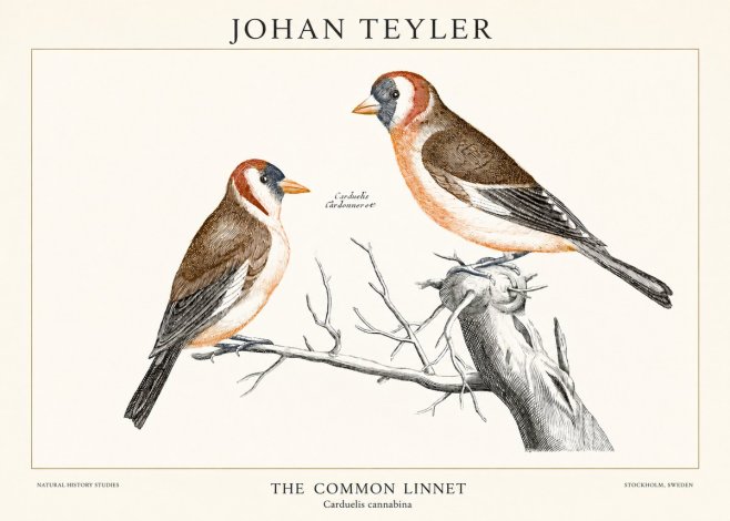 Johan Teyler The Common Linnet No1 - Affiche