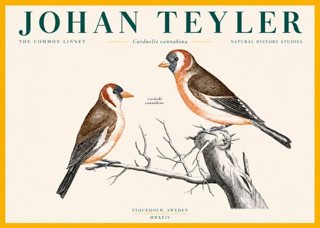 Johan Teyler The Common Linnet No4 - Affiche