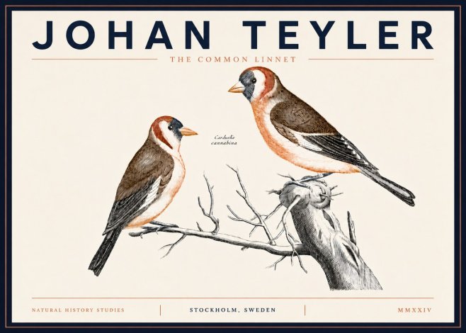 Johan Teyler The Common Linnet No5 - Affiche