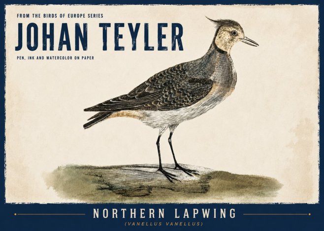 Johan Teyler Northern Lapwing (Vanellus Vanellus) No6 - Affiche