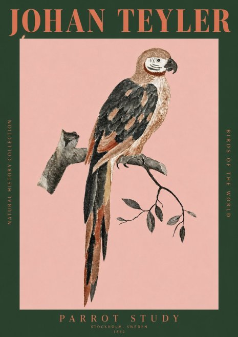 Johan Teyler Parrot Study I No2 - Affiche