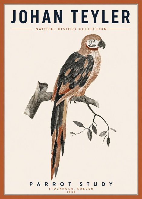 Johan Teyler Parrot Study I No3 - Affiche