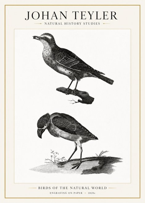 Johan Teyler Birds of the Natural World No1 - Affiche
