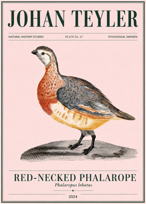Johan Teyler Red-necked Phalarope No4 - Affiche