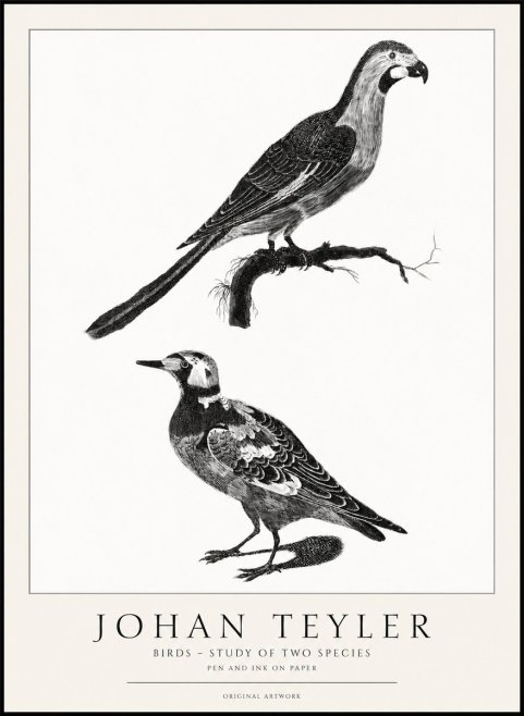 Johan Teyler Birds - Study of Two Species No1 - Affiche