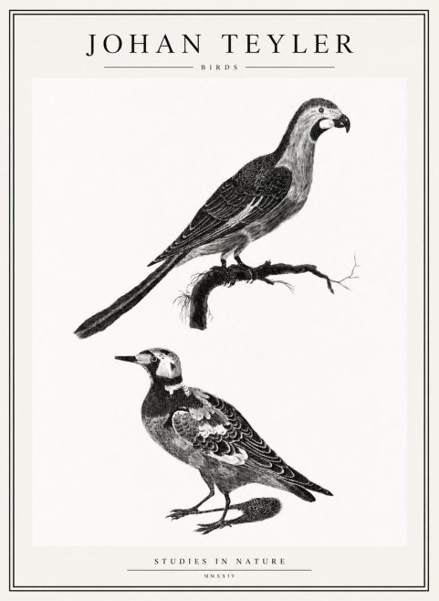 Johan Teyler Birds - Study of Two Species No2 - Affiche