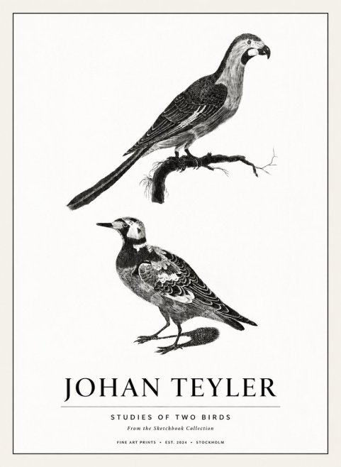 Johan Teyler Birds - Study of Two Species No3 - Affiche