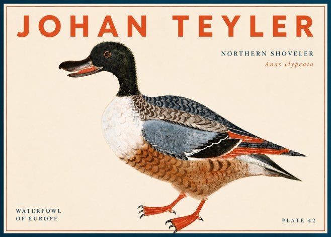Johan Teyler Northern Shoveler (Anas Clypeata) No6 - Affiche